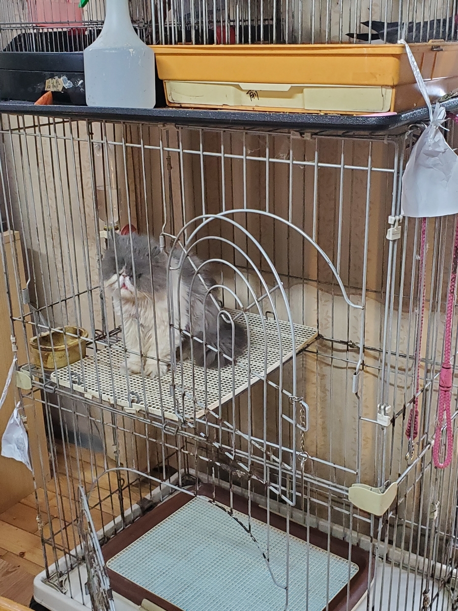 f:id:konjichoin:20210628174528j:plain