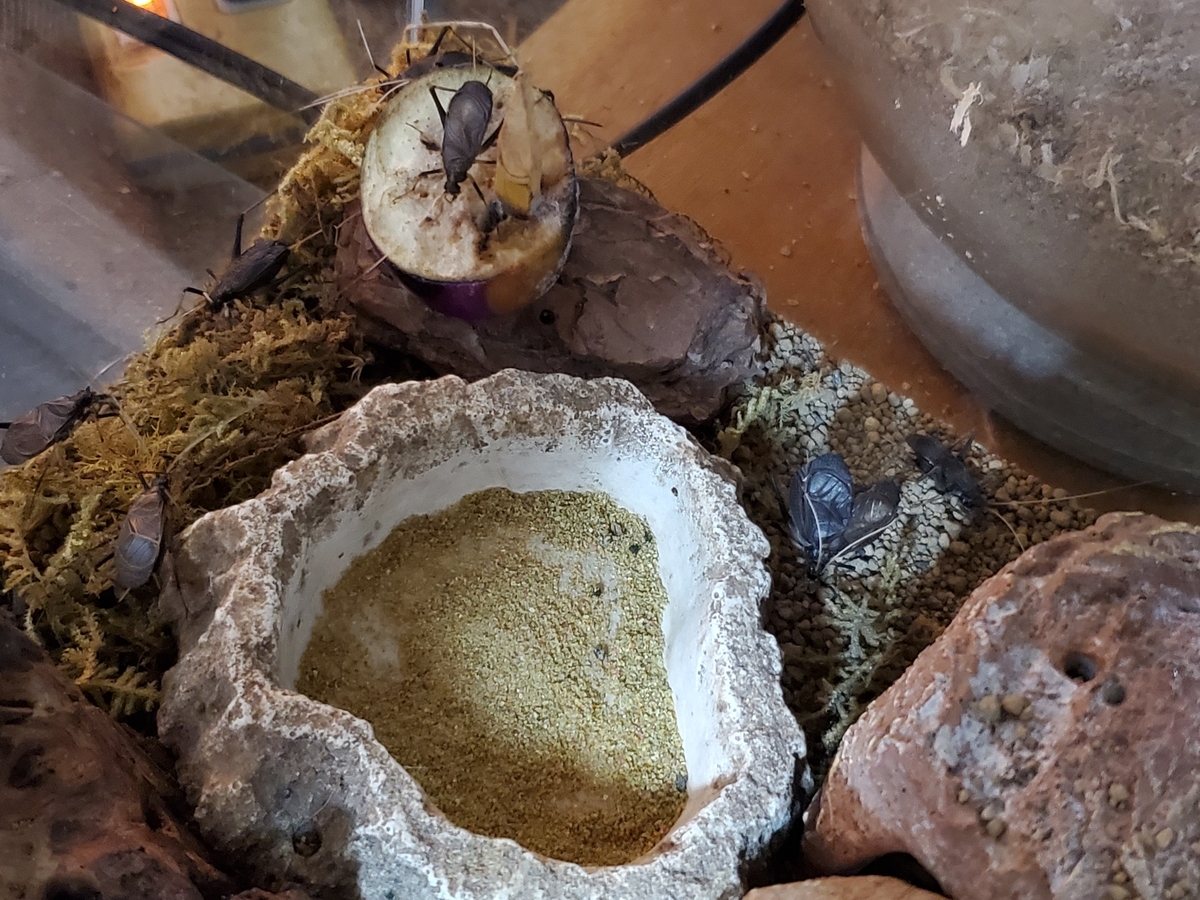 f:id:konjichoin:20210717212606j:plain