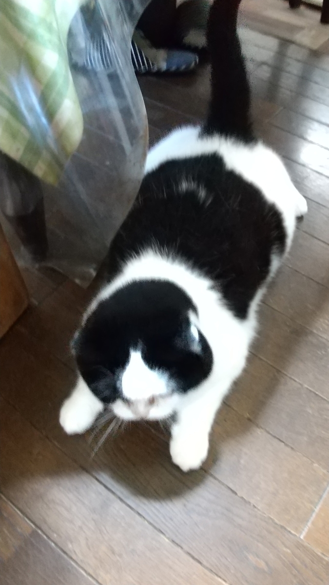 f:id:konjichoin:20210731173100j:plain