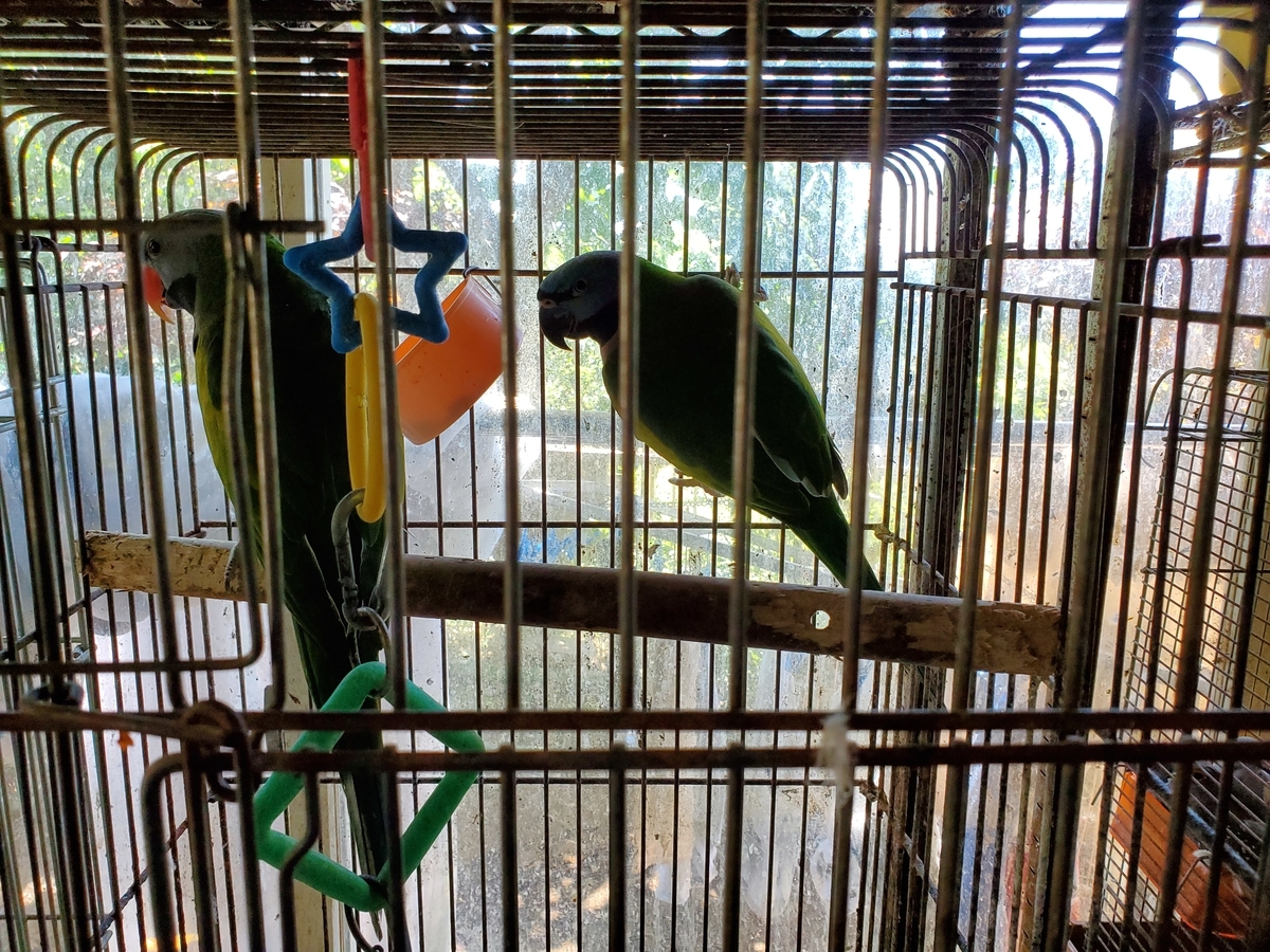 f:id:konjichoin:20210805125516j:plain