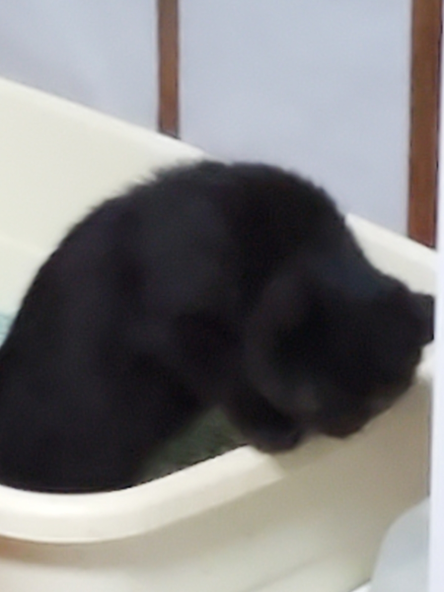 f:id:konjichoin:20210808223302j:plain