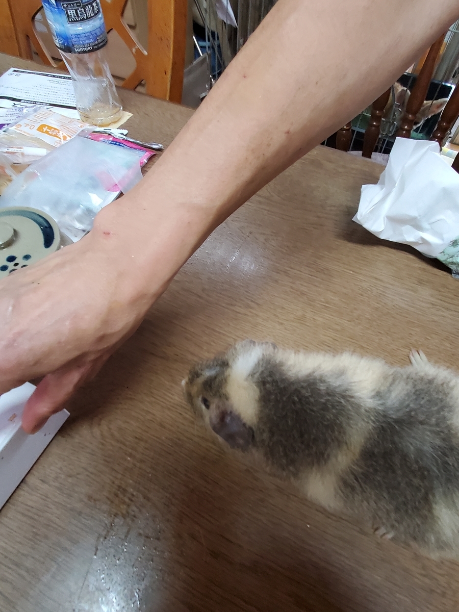 f:id:konjichoin:20210823124647j:plain