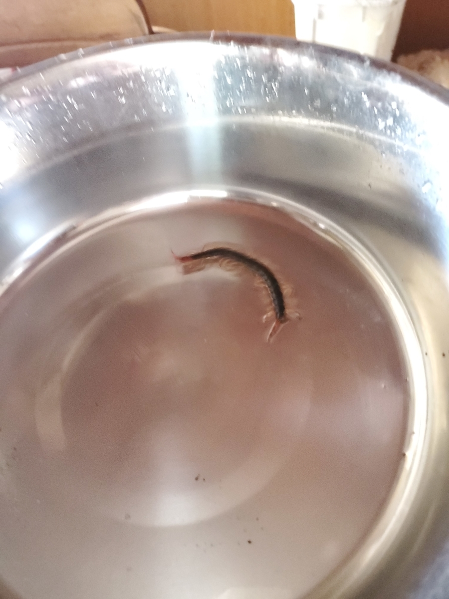 f:id:konjichoin:20211005140115j:plain