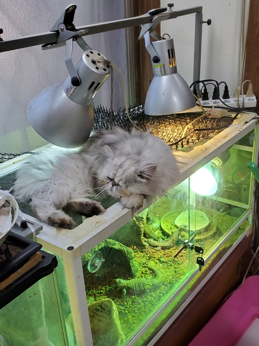 f:id:konjichoin:20211231161857j:plain