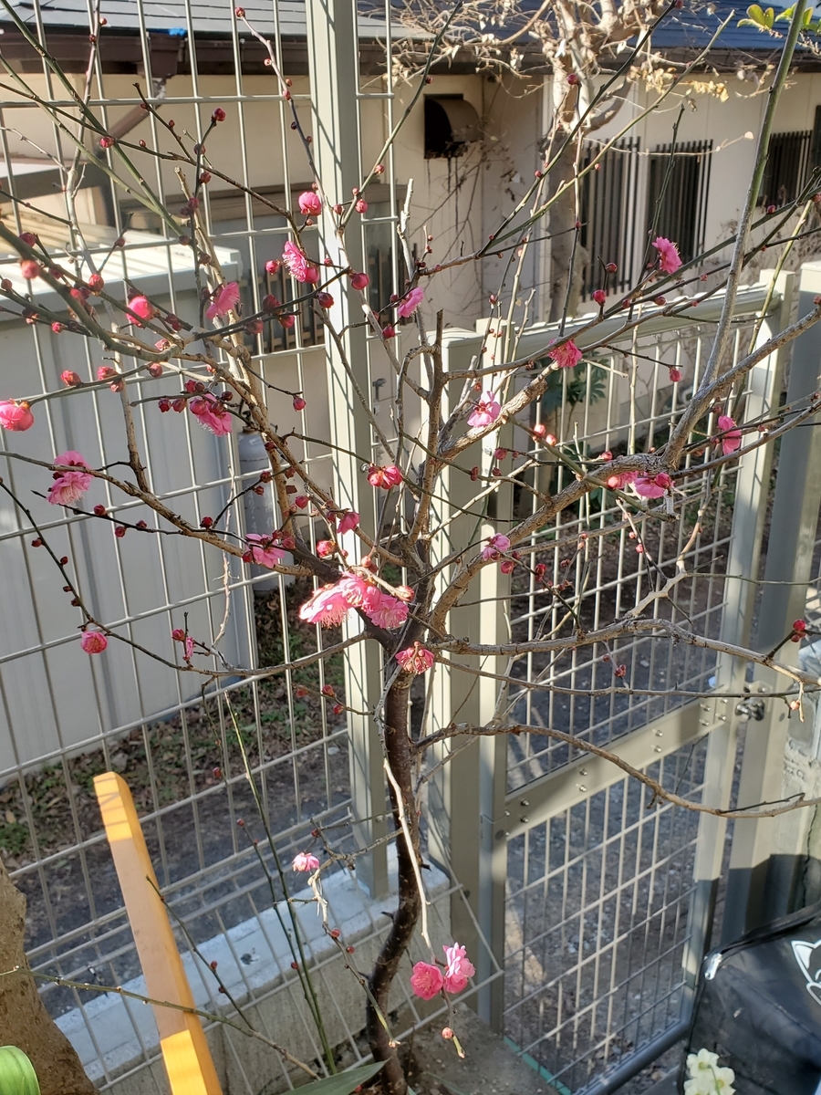 f:id:konjichoin:20220118111935j:plain