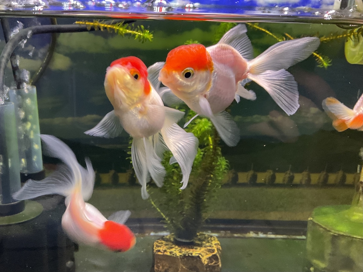 (金魚）丹頂　3歳？ 飯田産 高頭丹頂 15cm 3歳 #goldfish #kingyo #丹頂 #金魚