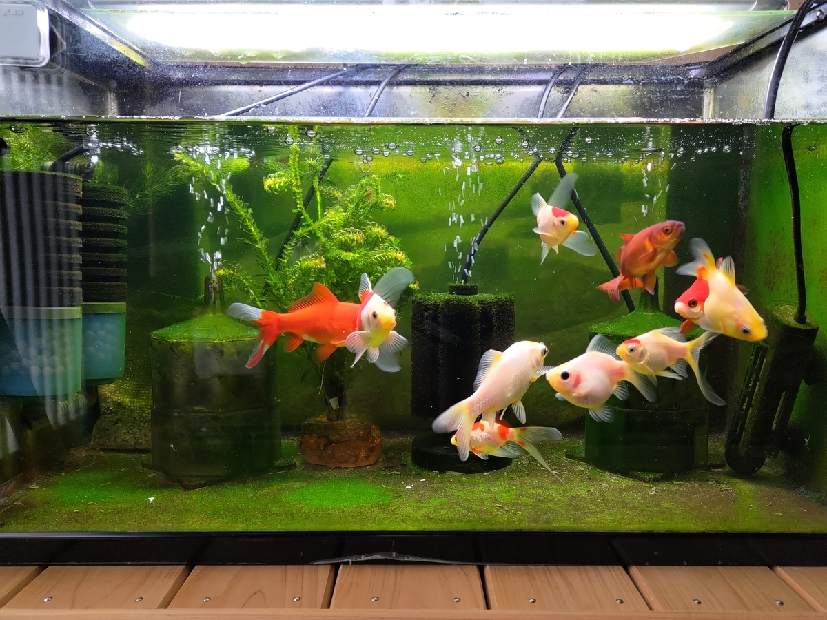 やっぱり水作エイトに戻る 安心と信頼の水作エイト 金魚めんこ