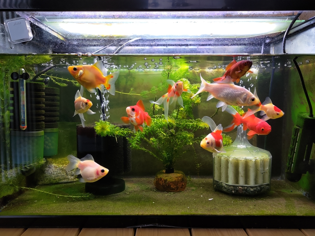 やっぱり水作エイトに戻る 安心と信頼の水作エイト 金魚めんこ