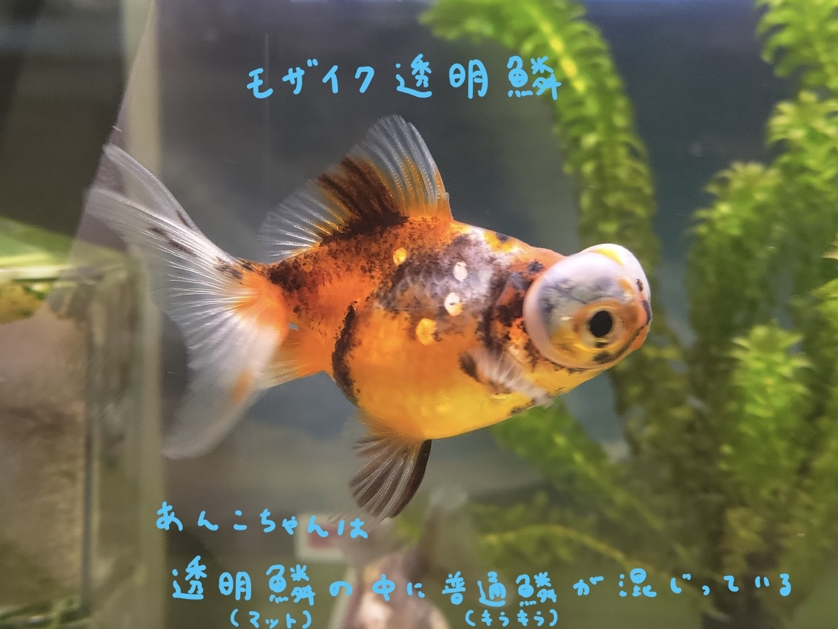 珍珠鱗横丁から 日記(2010.7.13) - ～伊藤の金魚係日記～