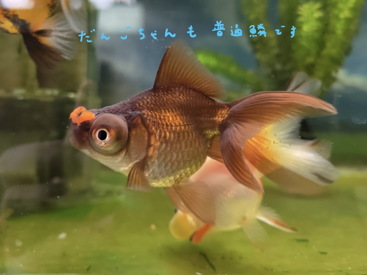 珍珠鱗横丁から 進口珍珠鱗Singapore pearlscale goldfish シンガポールピンポン