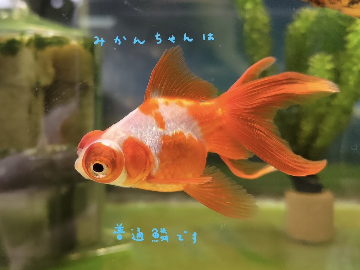 珍珠鱗横丁から 進口珍珠鱗Singapore pearlscale goldfish シンガポールピンポン