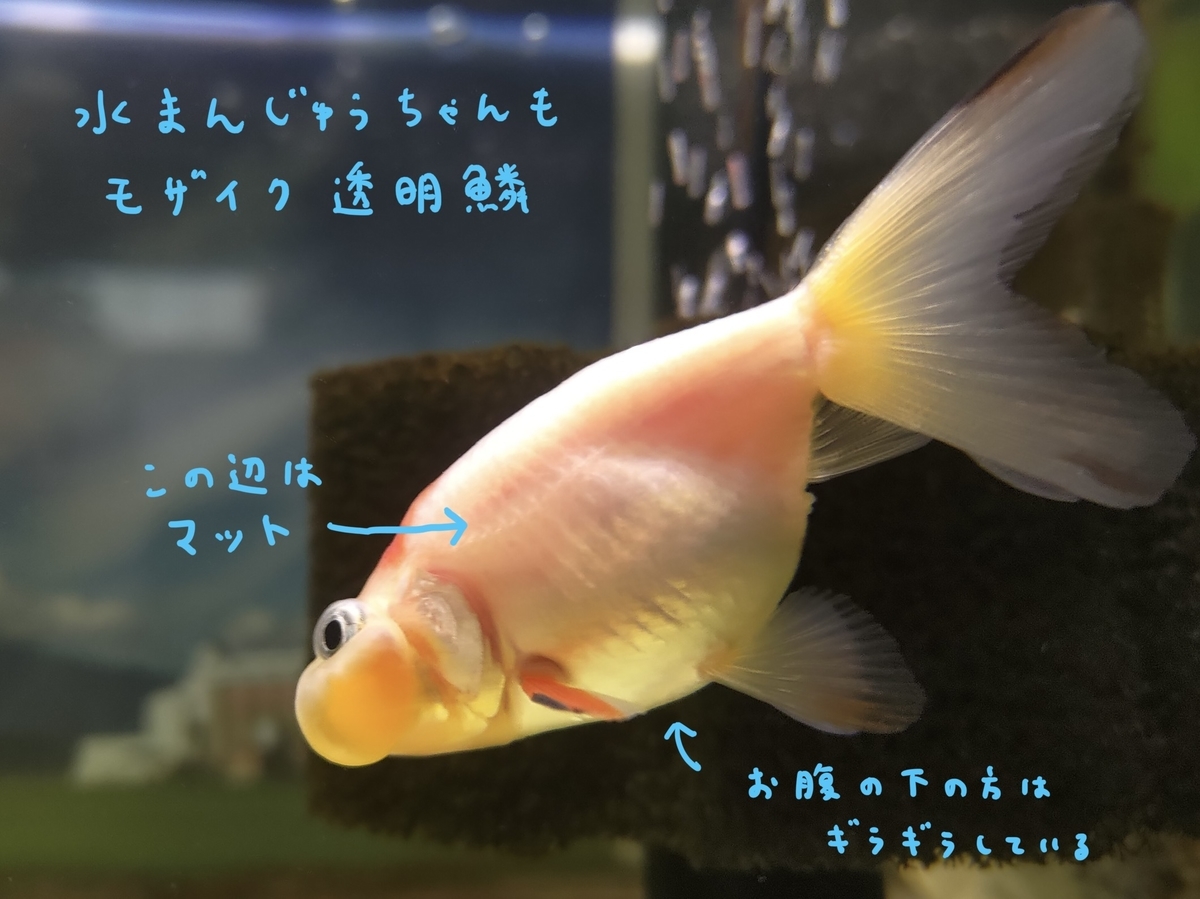原色金魚図鑑」を読んで、透明鱗と網透明鱗の違いをやっと理解
