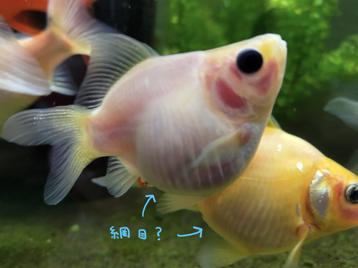 珍珠鱗横丁から 進口珍珠鱗Singapore pearlscale goldfish シンガポールピンポン