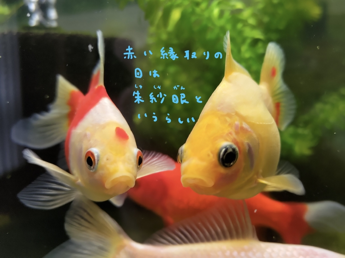 珍珠鱗横丁から 金魚快訊Goldfish Messages: 日本珍珠型金魚品系(Japanese pearl