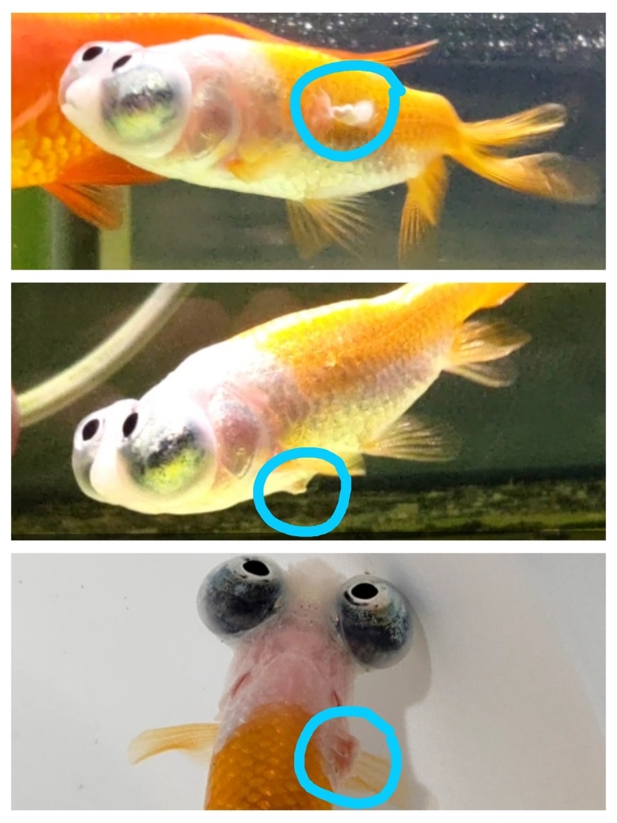 頂天眼の体から何か白いものが出てくる件 今のところ再発せず 金魚めんこ