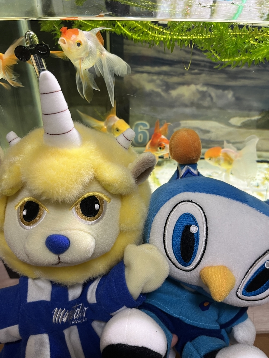 ぬいぐるみ ギッフィー ウィントス たま媛 ギラン Jリーグ