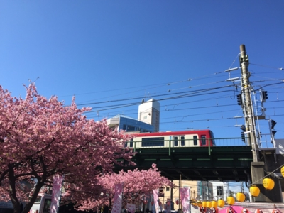 京急久里浜線三浦海岸駅近く＆河津桜