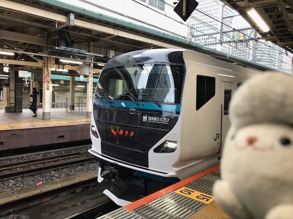 特急踊り子15号(E257系NA-13編成)＠東京駅