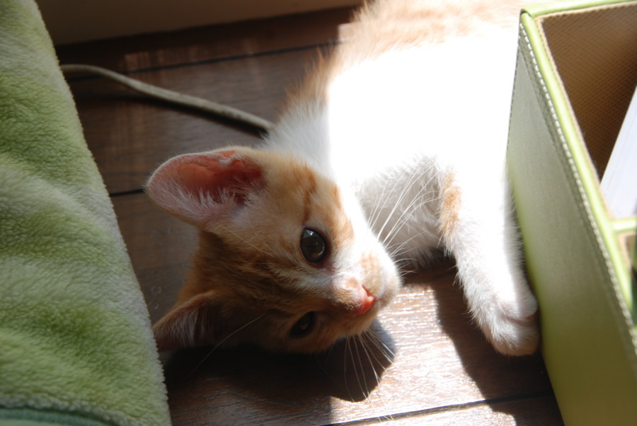 f:id:kono3478:20090514124225j:image f:id:kono3478:20090514124225j:image