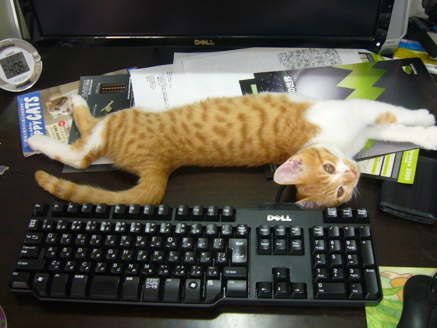 f:id:kono3478:20090609161407j:image f:id:kono3478:20090609161407j:image