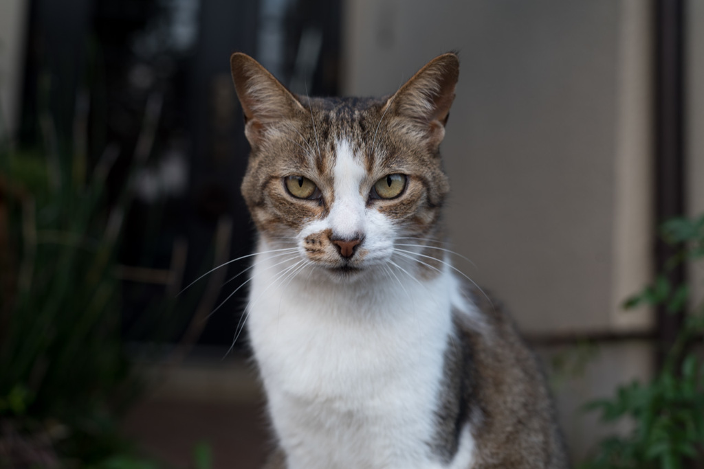 f:id:kono3478:20190529215519j:plain f:id:kono3478:20190529215519j:plain
