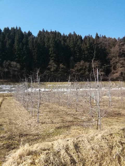 f:id:konohazukutsushin:20230311094543j:image