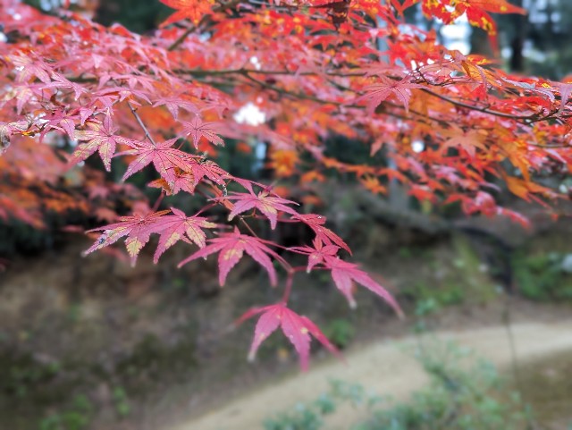 f:id:konoiro:20231210230137j:image f:id:konoiro:20231210230137j:image