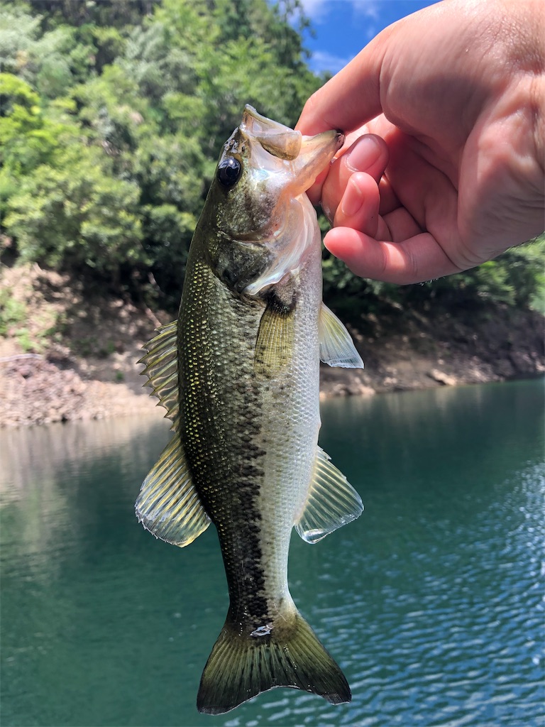 f:id:konokuro:20190809220706j:image f:id:konokuro:20190809220706j:image
