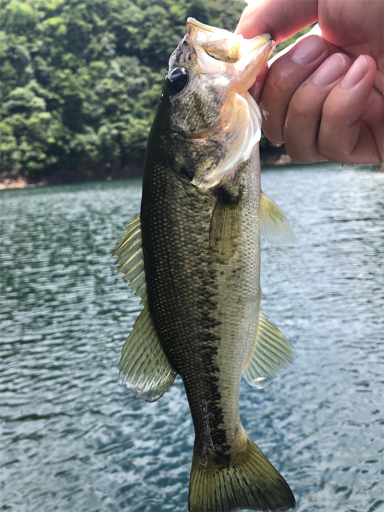 f:id:konokuro:20190809220807j:image f:id:konokuro:20190809220807j:image