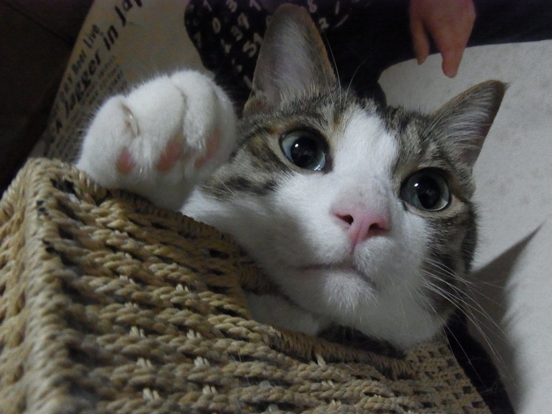 f:id:konoshoten:20120627004627j:image f:id:konoshoten:20120627004627j:image
