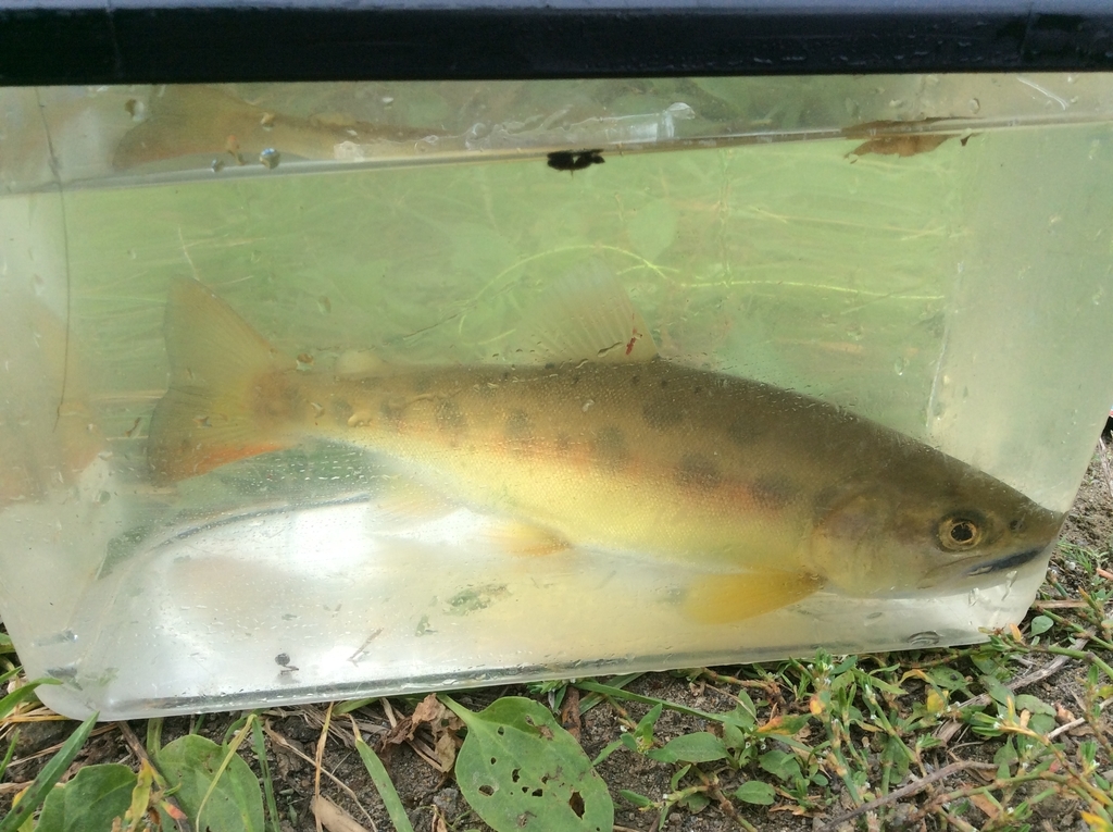 f:id:konosirus:20180916194535j:plain