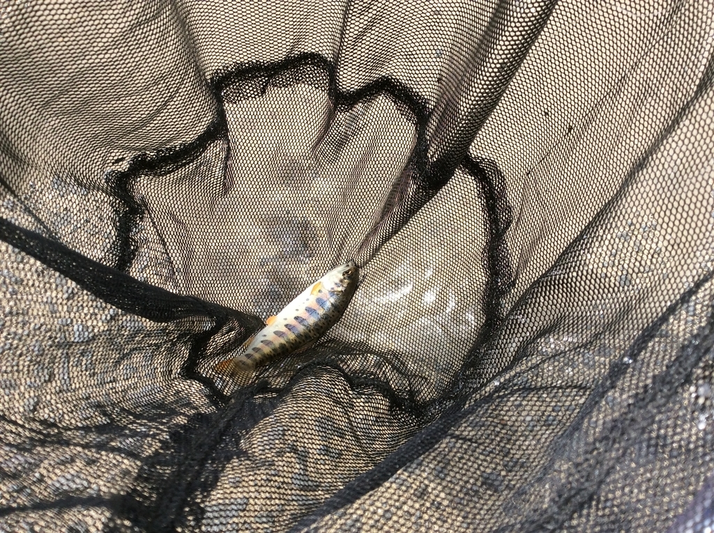 f:id:konosirus:20180916194923j:plain