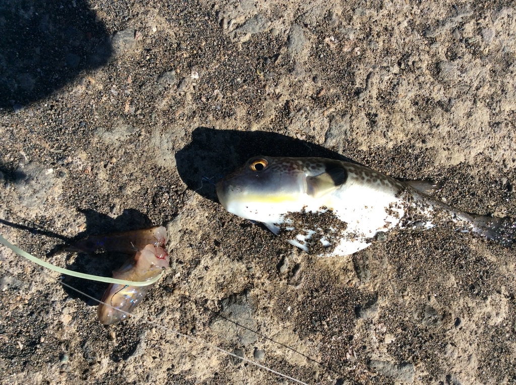 f:id:konosirus:20180918210437j:plain