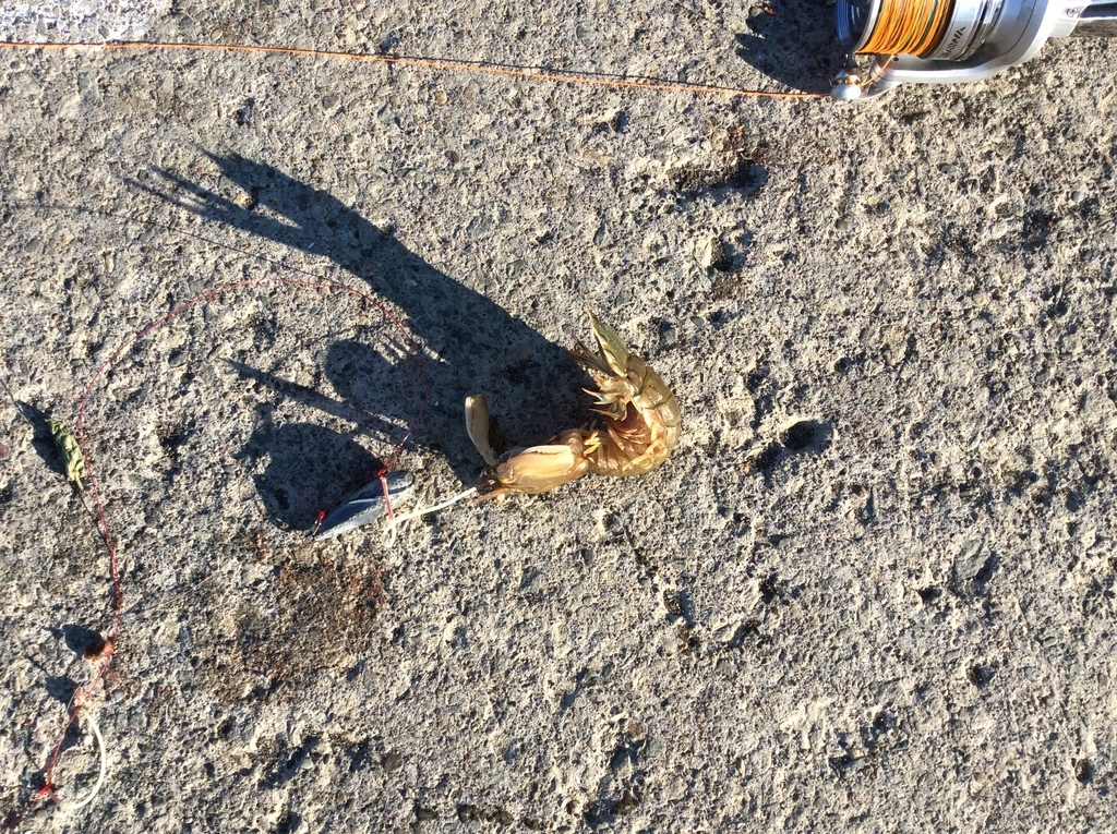 f:id:konosirus:20180918211112j:plain