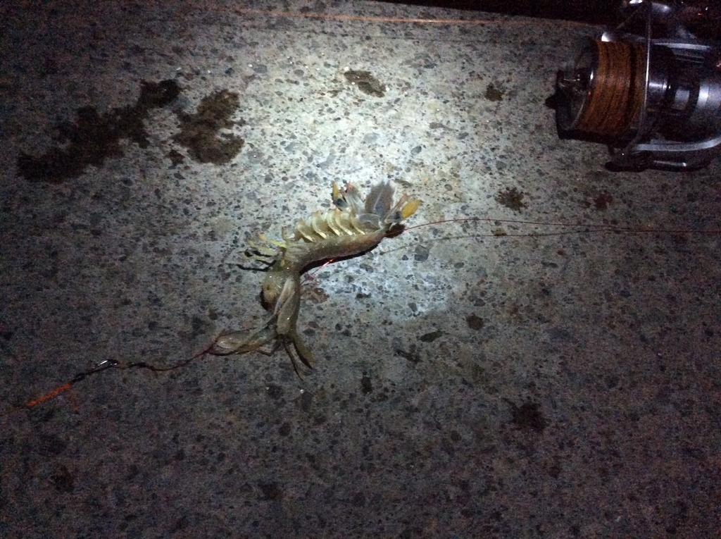 f:id:konosirus:20180918212545j:plain