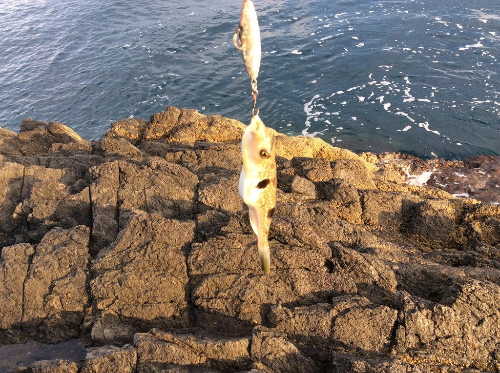 f:id:konosirus:20180928202541j:plain