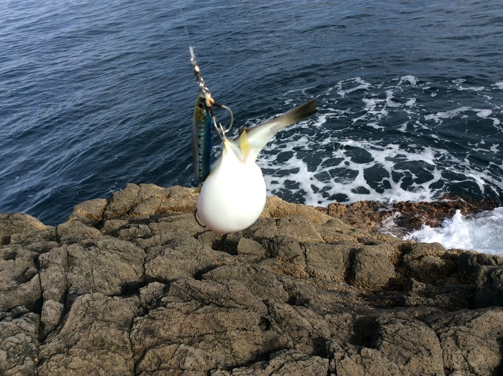 f:id:konosirus:20180928203137j:plain