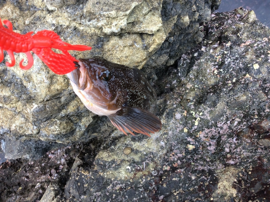 f:id:konosirus:20180928213227j:plain