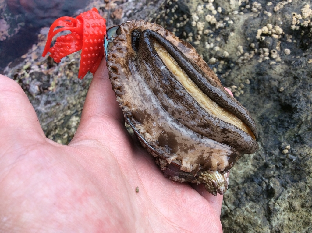 f:id:konosirus:20180928214052j:plain