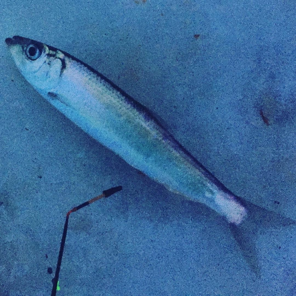 f:id:konosirus:20181217212723j:plain