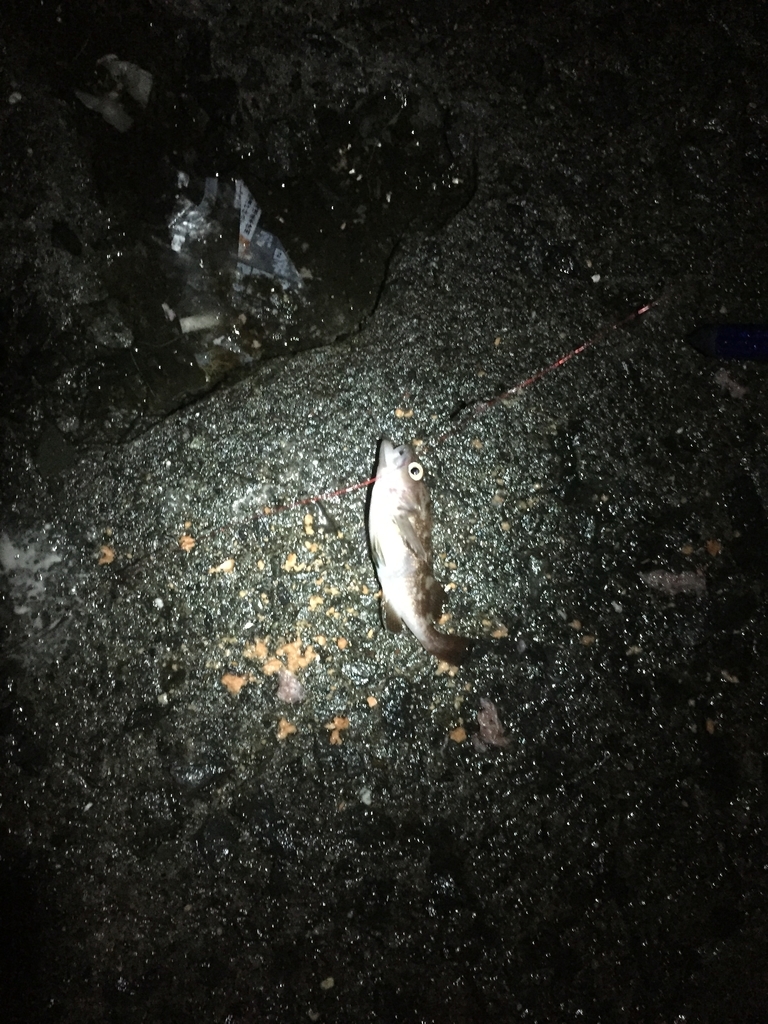 f:id:konosirus:20181223221619j:plain