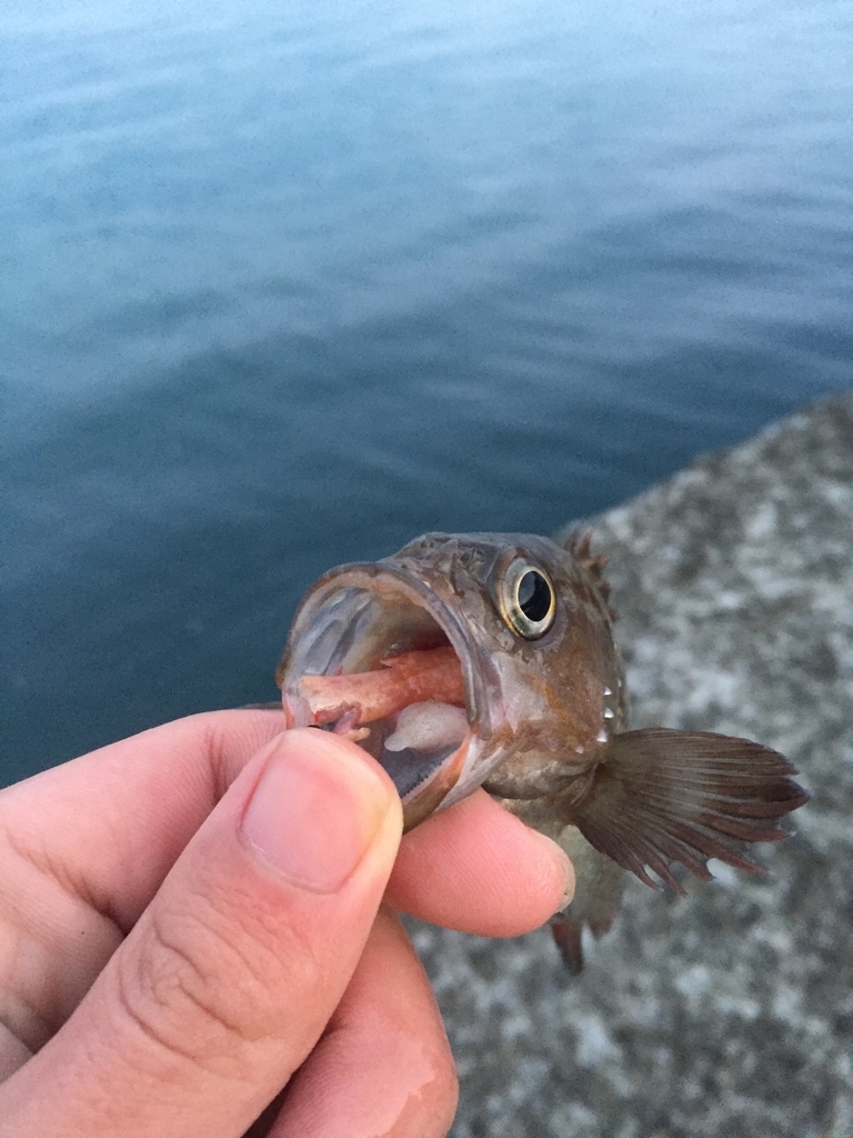 f:id:konosirus:20181223223542j:plain