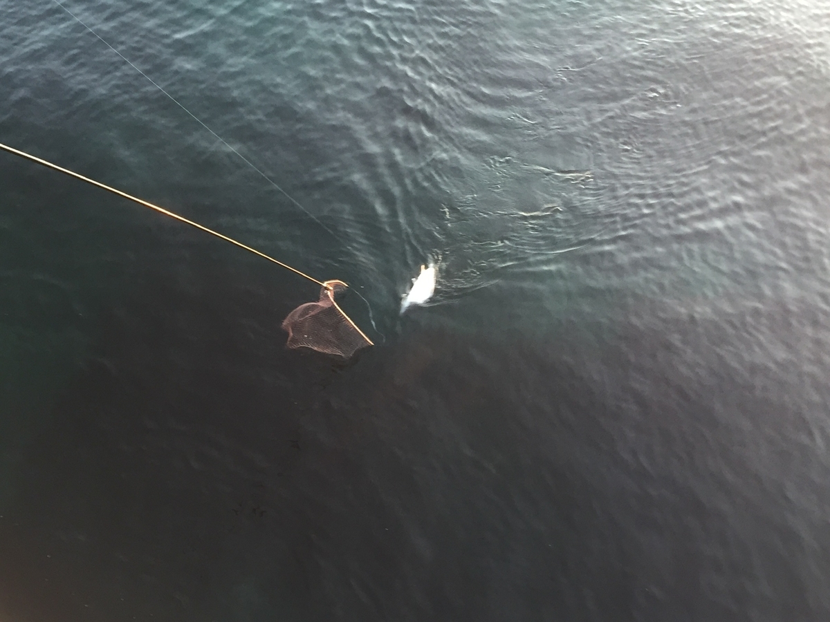 f:id:konosirus:20190421211059j:plain