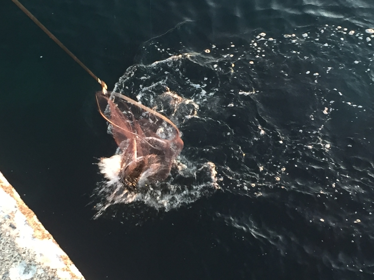 f:id:konosirus:20190421211125j:plain