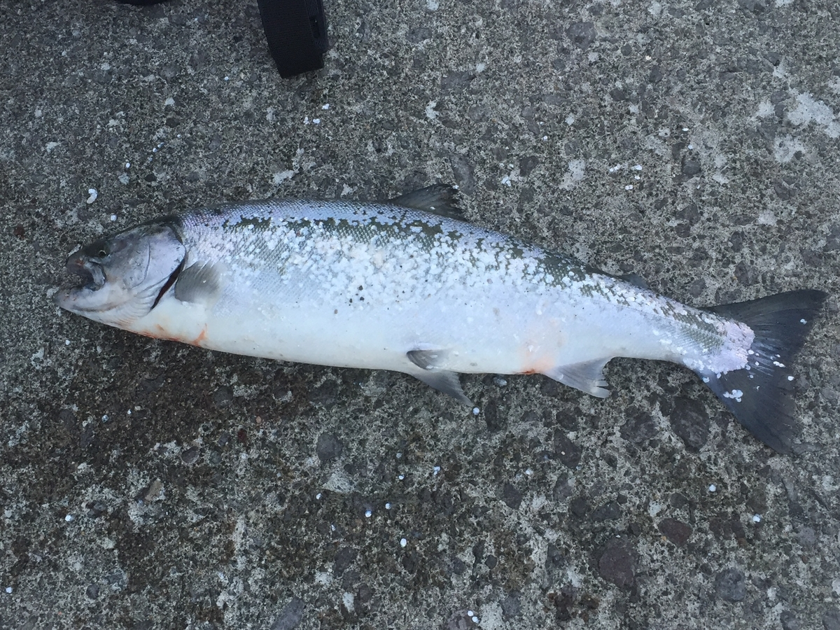 f:id:konosirus:20190421211622j:plain