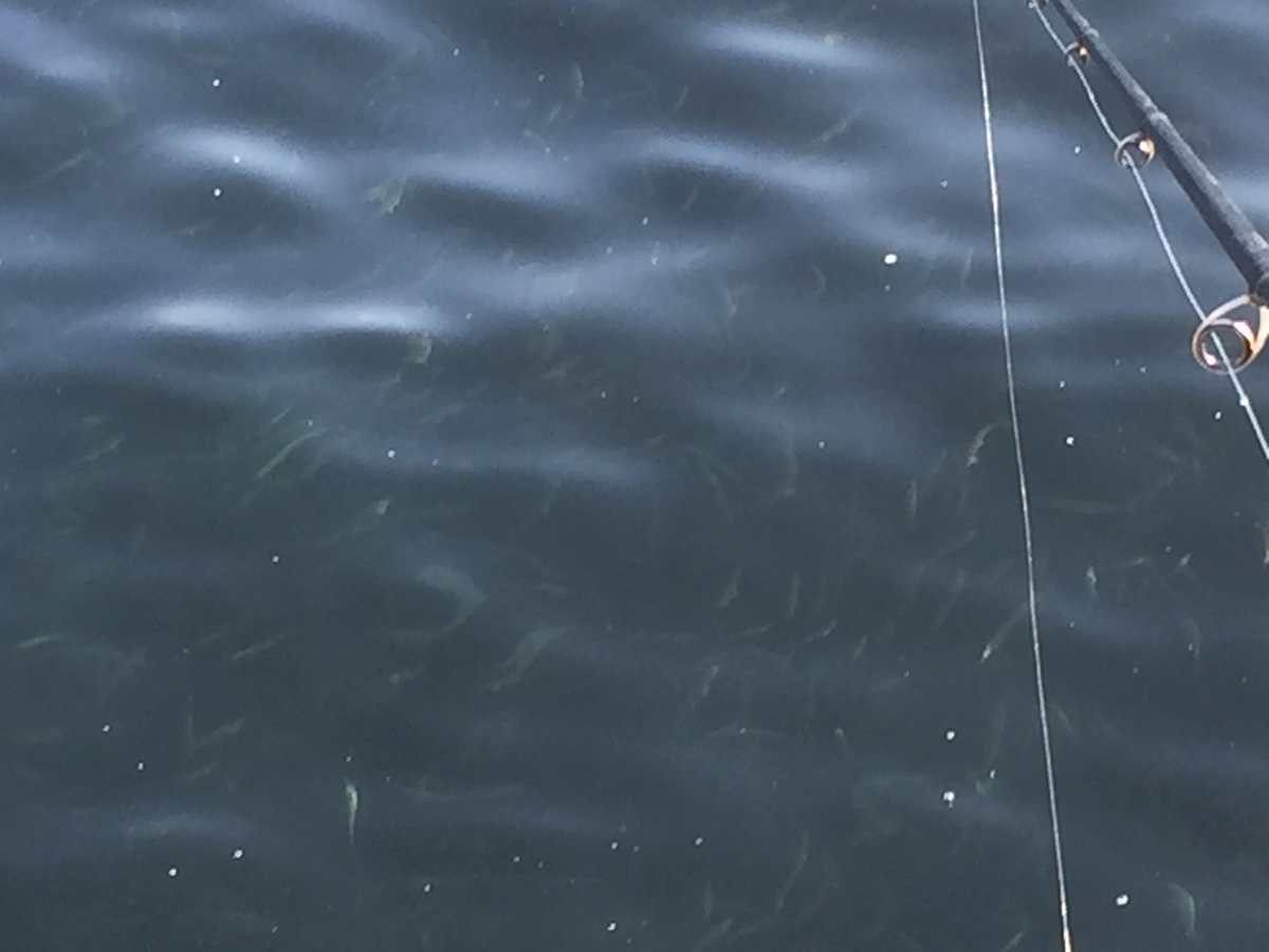 f:id:konosirus:20190421213220j:plain