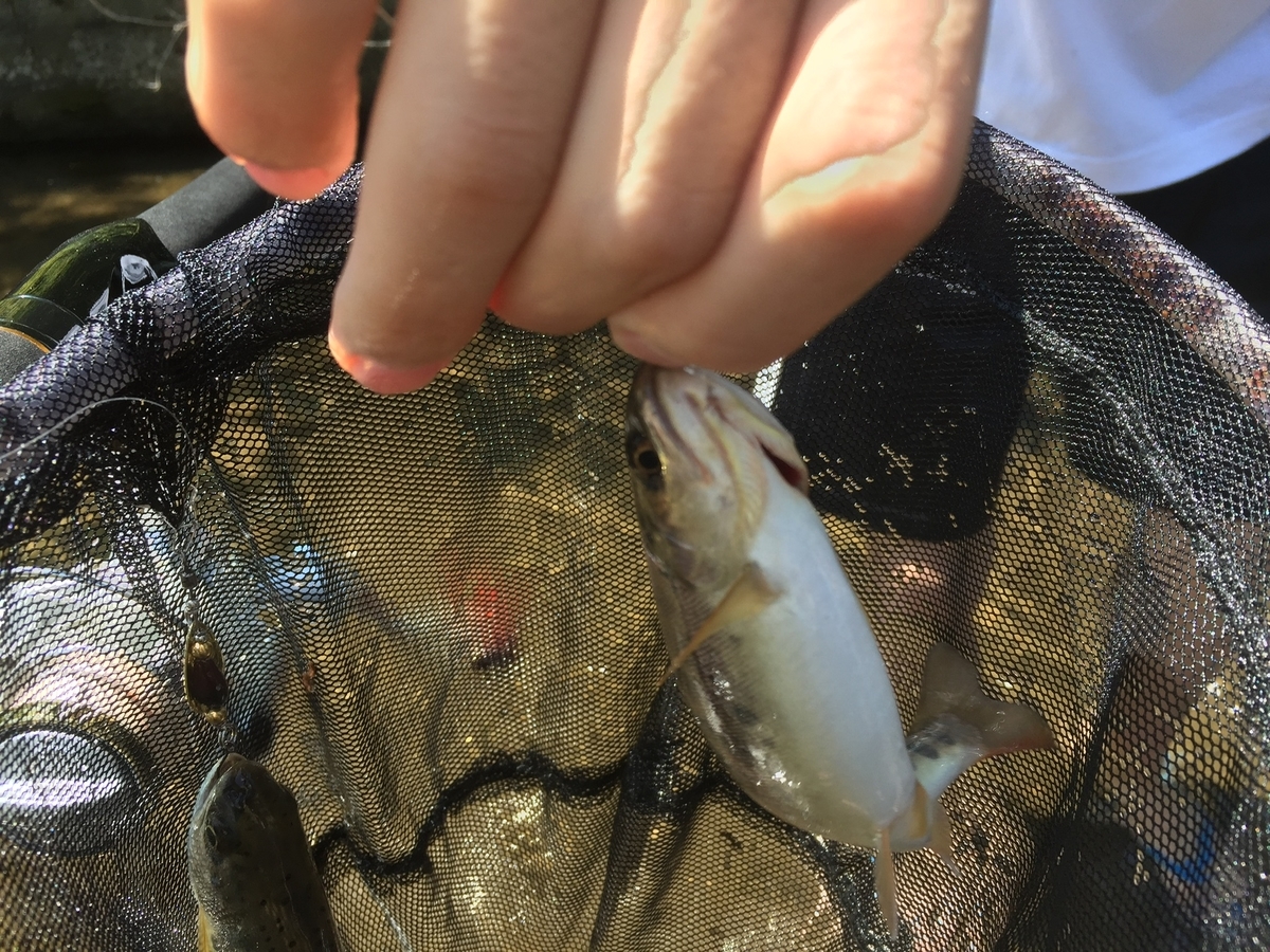 友達連れて朝里川 あの魚がまた登場 Konosirusの日記