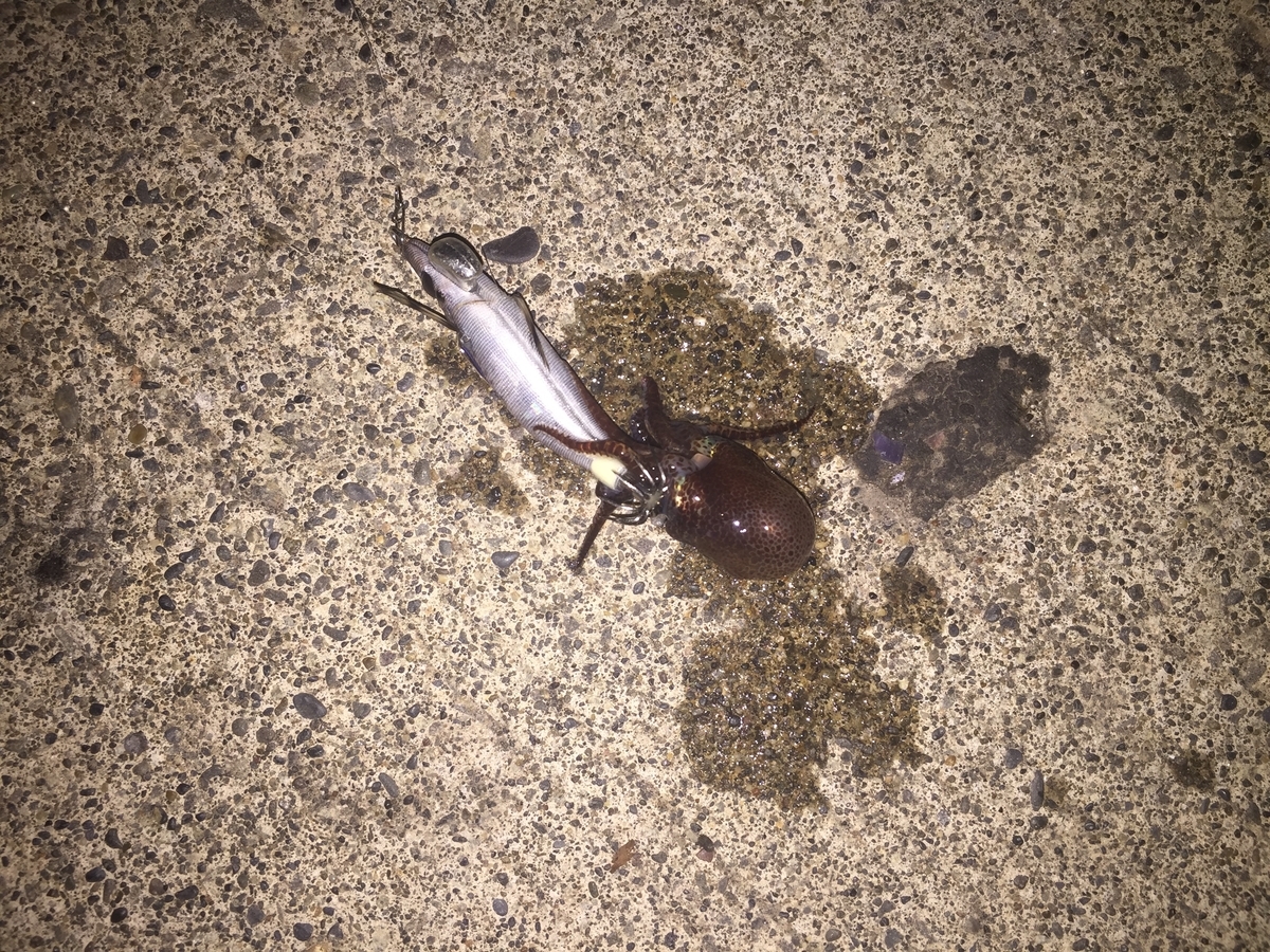 f:id:konosirus:20190930100244j:plain