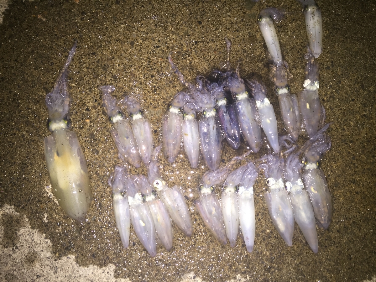 f:id:konosirus:20190930100726j:plain