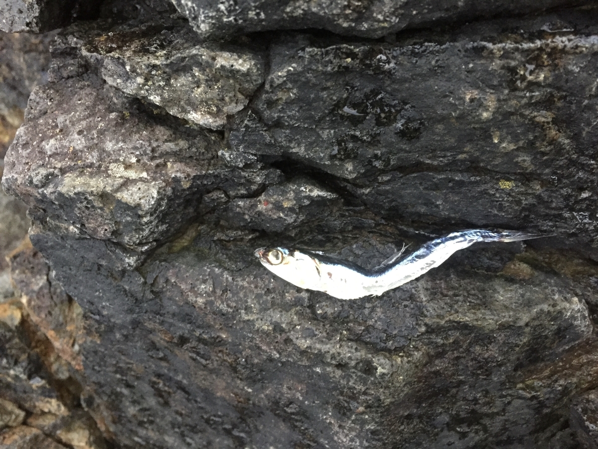 f:id:konosirus:20200308063745j:plain